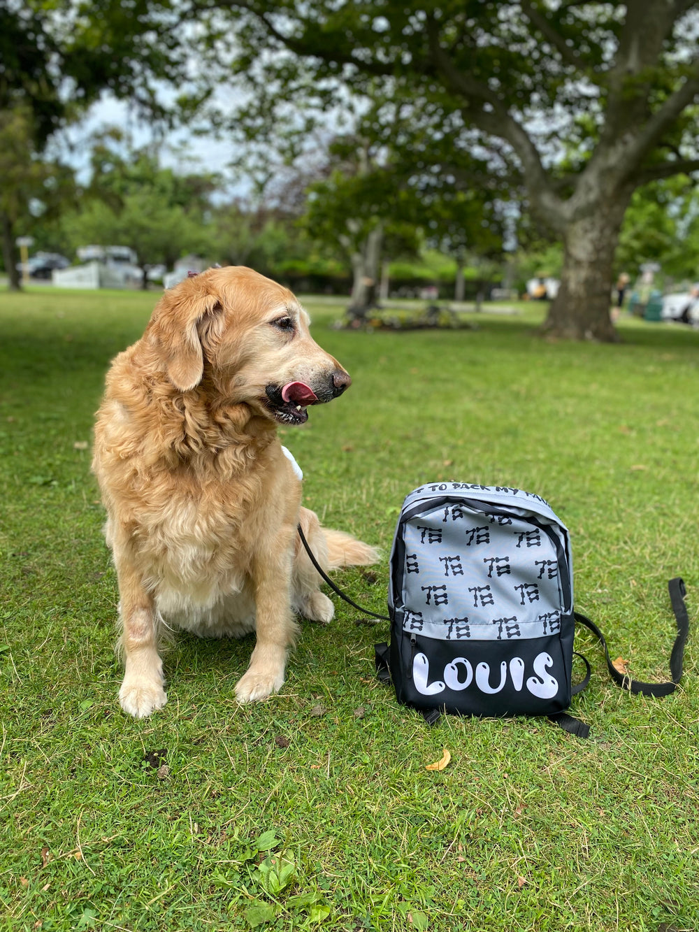 golden-retriever-sitting-next-to-queer-dog-backpack