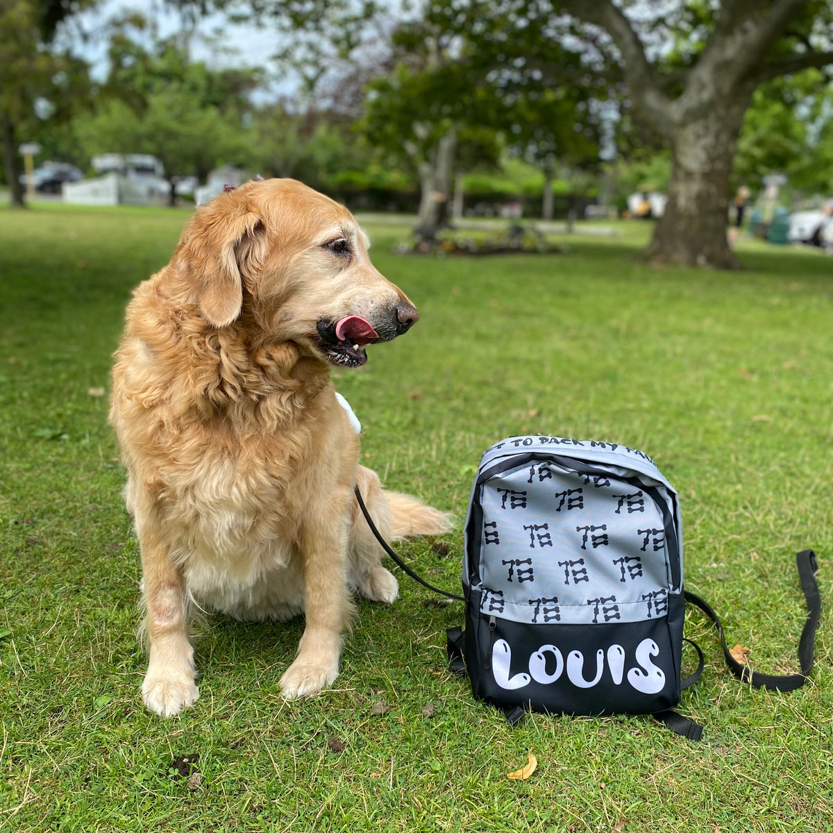 golden-retriever-sitting-next-to-queer-dog-backpack